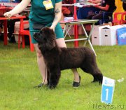 Превью фото № 226901