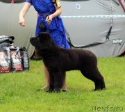 Превью фото № 226904