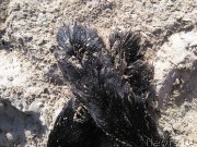 Превью фото № 226923