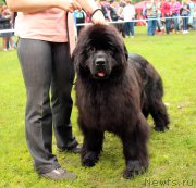 Превью фото № 226932