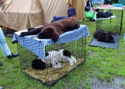 Превью фото № 226939