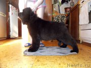 Превью фото № 226957