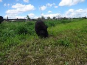 Превью фото № 226975