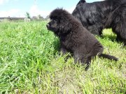 Превью фото № 226976