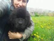 Превью фото № 226978