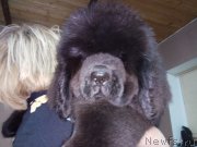 Превью фото № 226979