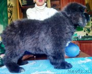 Превью фото № 227057