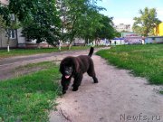 Превью фото № 227061