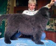 Превью фото № 227073