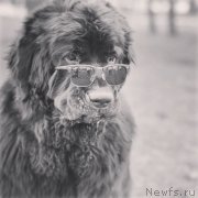 Превью фото № 227119