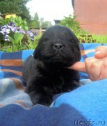 Превью фото № 227215