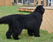 Превью фото № 227238