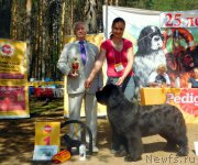 Превью фото № 227294