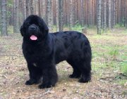 Превью фото № 227310