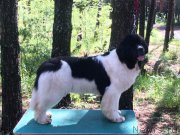 Превью фото № 227311