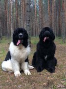 Превью фото № 227312