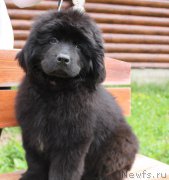 Превью фото № 227329