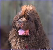 Превью фото № 227376