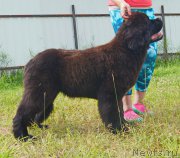 Превью фото № 227432