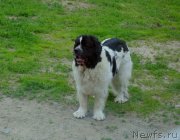 Превью фото № 227450