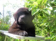 Превью фото № 227460