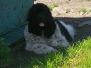 Превью фото № 227461