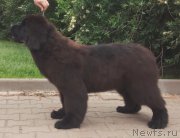 Превью фото № 227476