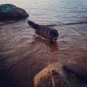 Превью фото № 227508