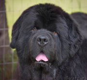 Превью фото № 227517