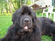 Превью фото № 227532