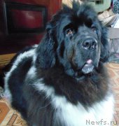 Превью фото № 227588