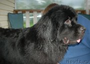 Превью фото № 227657