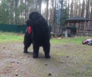 Превью фото № 227664