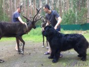 Превью фото № 227665