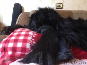 Превью фото № 227667