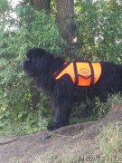 Превью фото № 227668