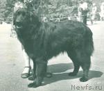 Превью фото № 2277