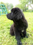 Превью фото № 227715