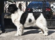 Превью фото № 227755