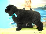 Превью фото № 227823