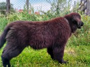 Превью фото № 227913