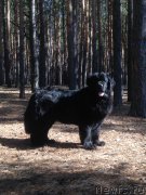 Превью фото № 228025