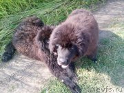 Превью фото № 228053