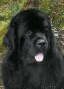 Превью фото № 228101