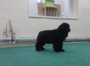 Превью фото № 228134