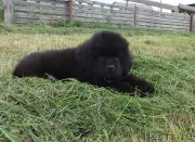 Превью фото № 228148