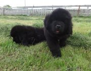 Превью фото № 228150