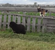 Превью фото № 228152