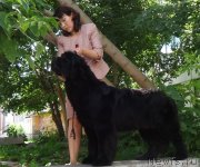 Превью фото № 228163