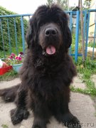 Превью фото № 228169